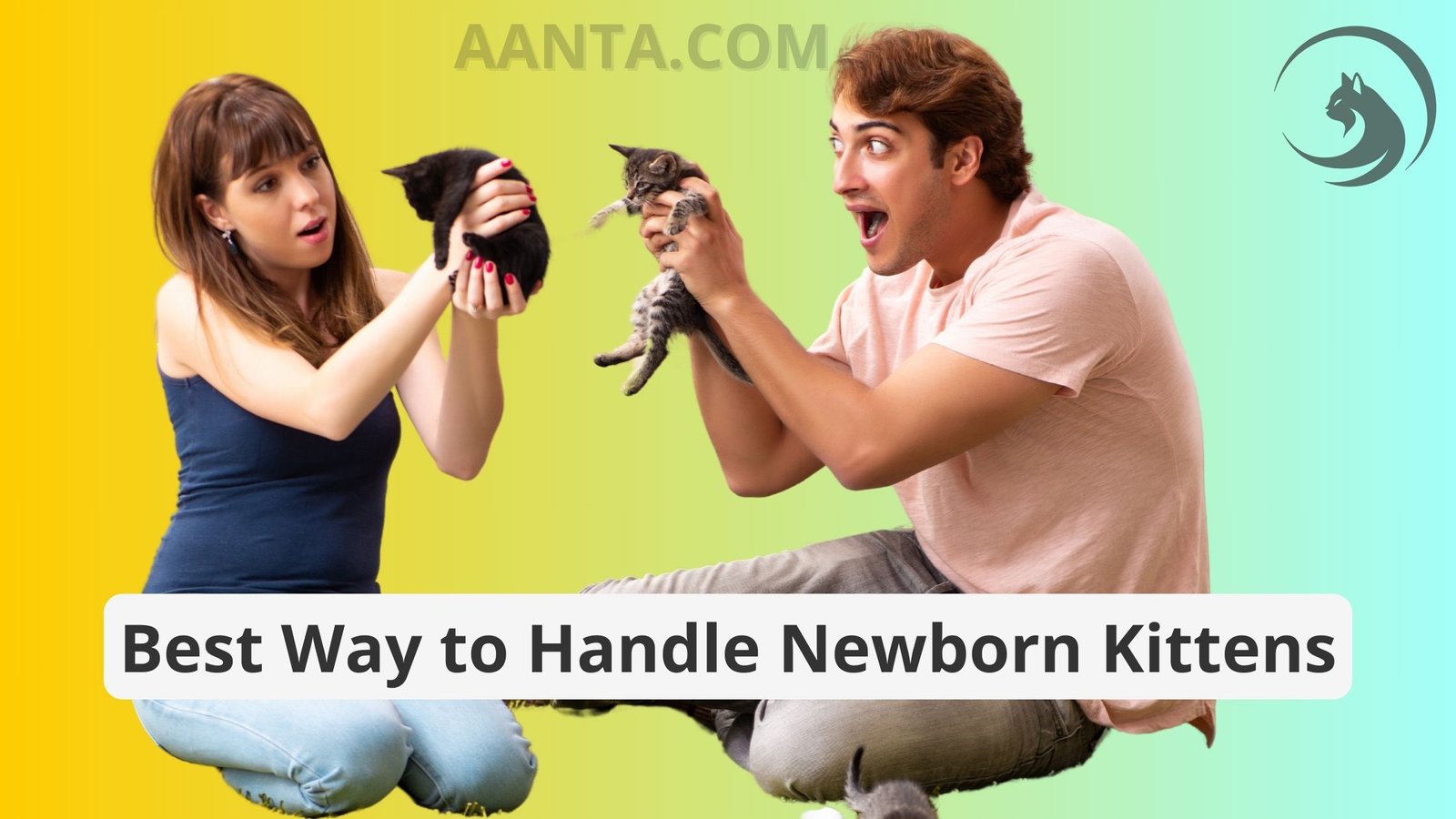 Best Way to Handle Newborn Kittens