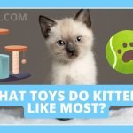 What Toys Do Kittens Like Most