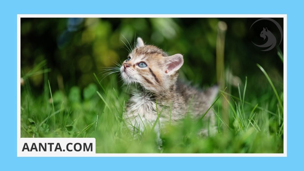What happens when you rescue a kitten